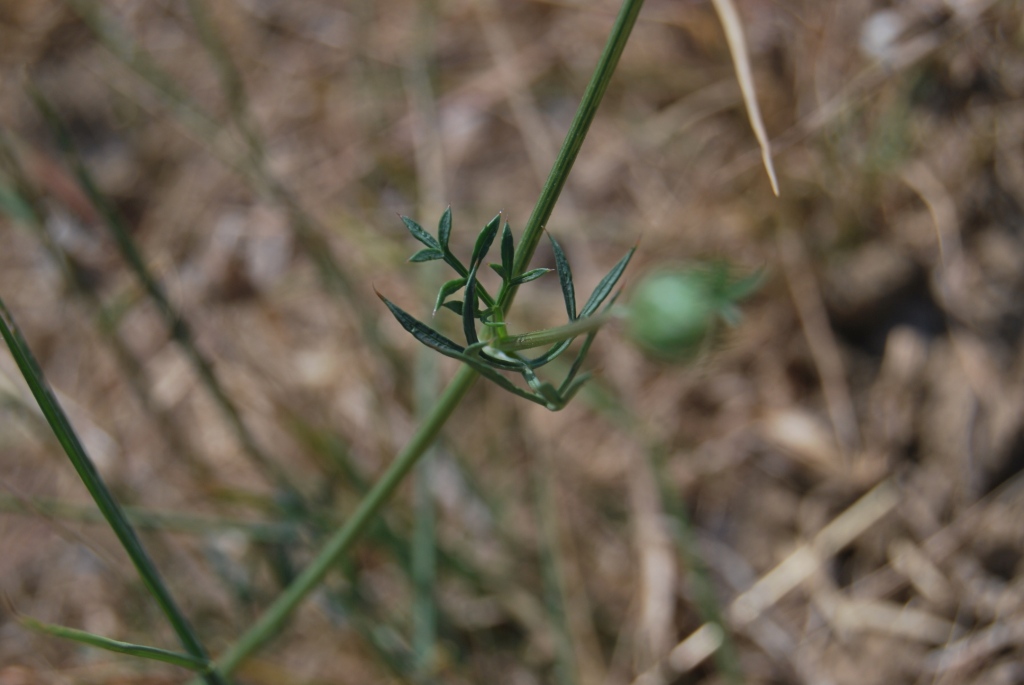 Id - Daucus cfr. carota